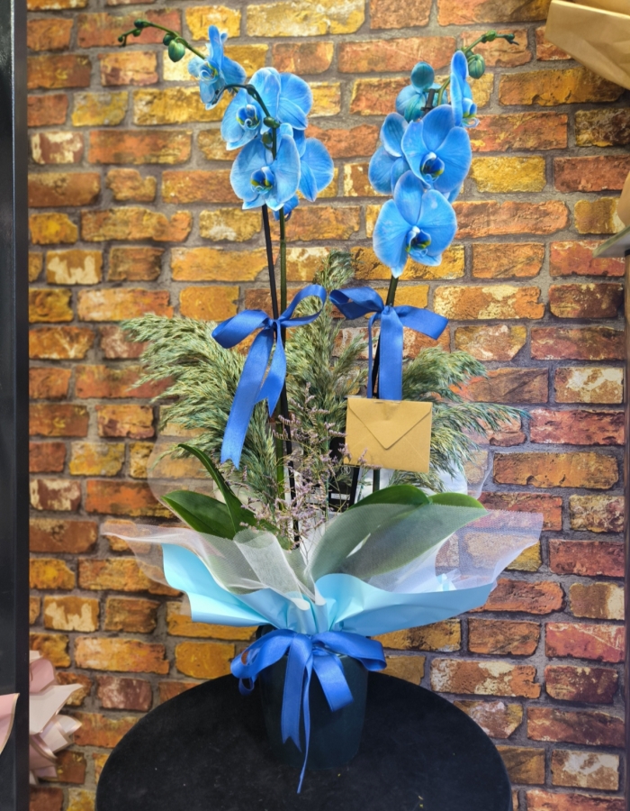 Mavi Orkide Çift Dal (İthal)