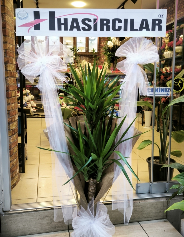 Yucca Bitkisi İkili Gövde