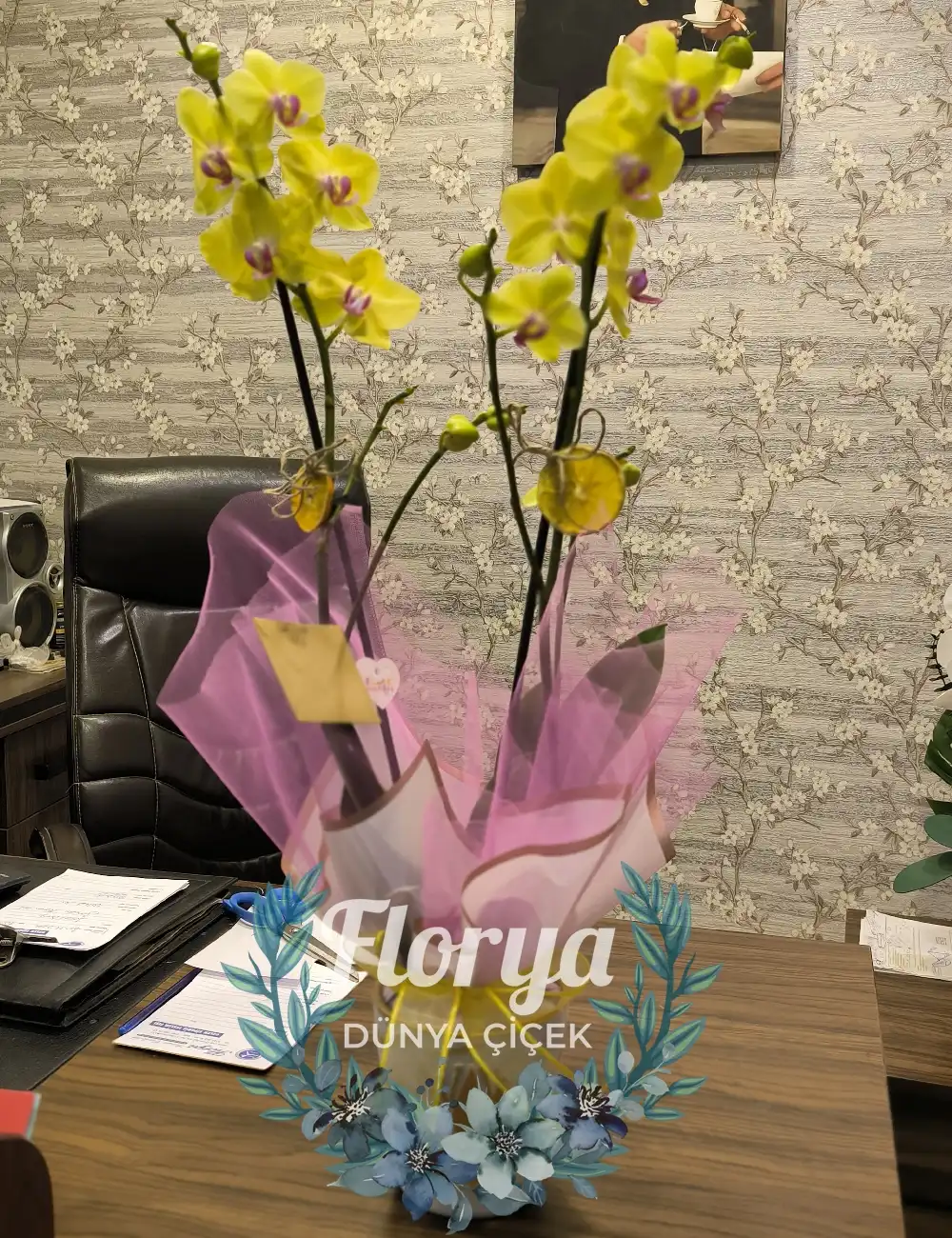 Sarı Orkide Çift Dal